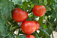 fresh red tomatoes growing on a green vine